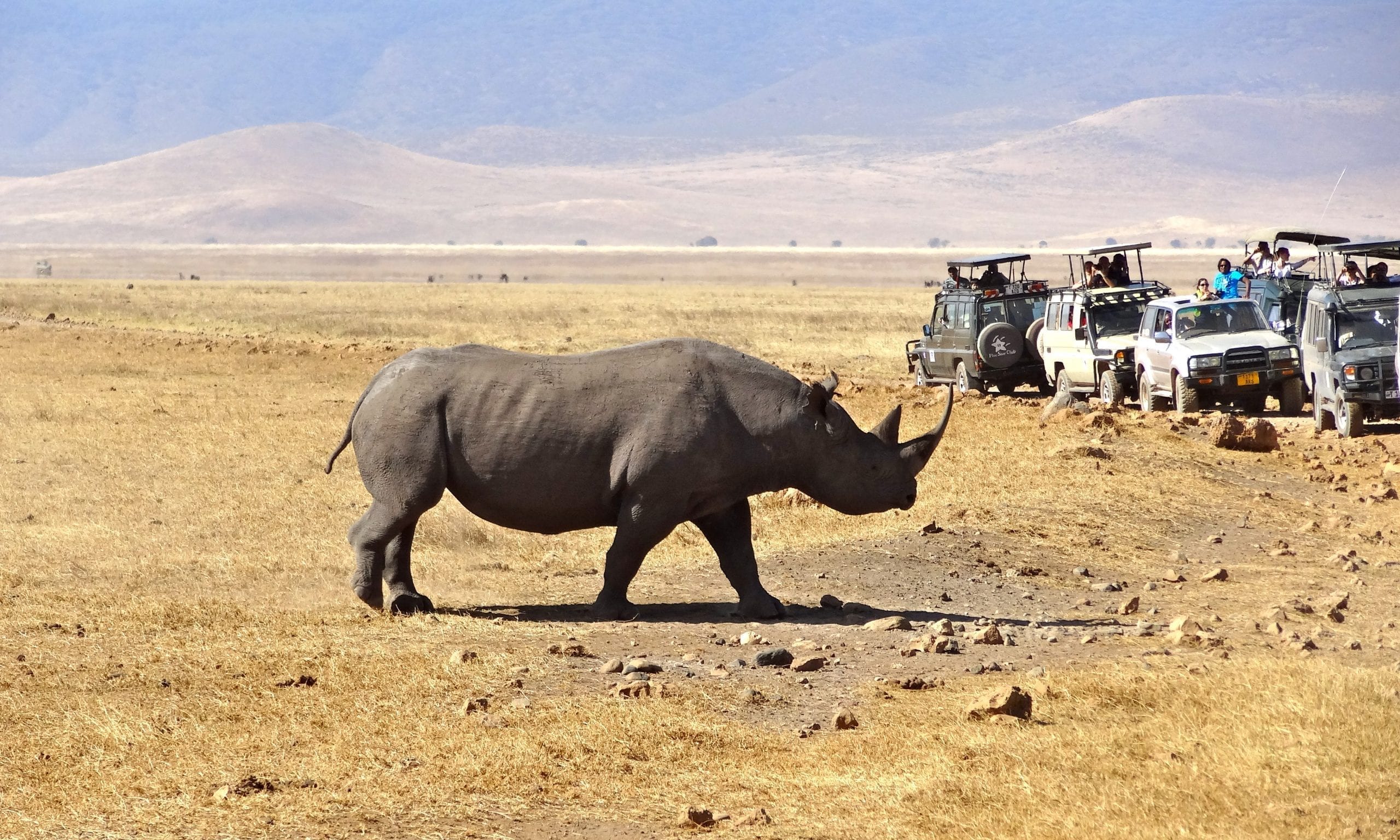 Black Rhino Ngorongoro Crater Tanzania