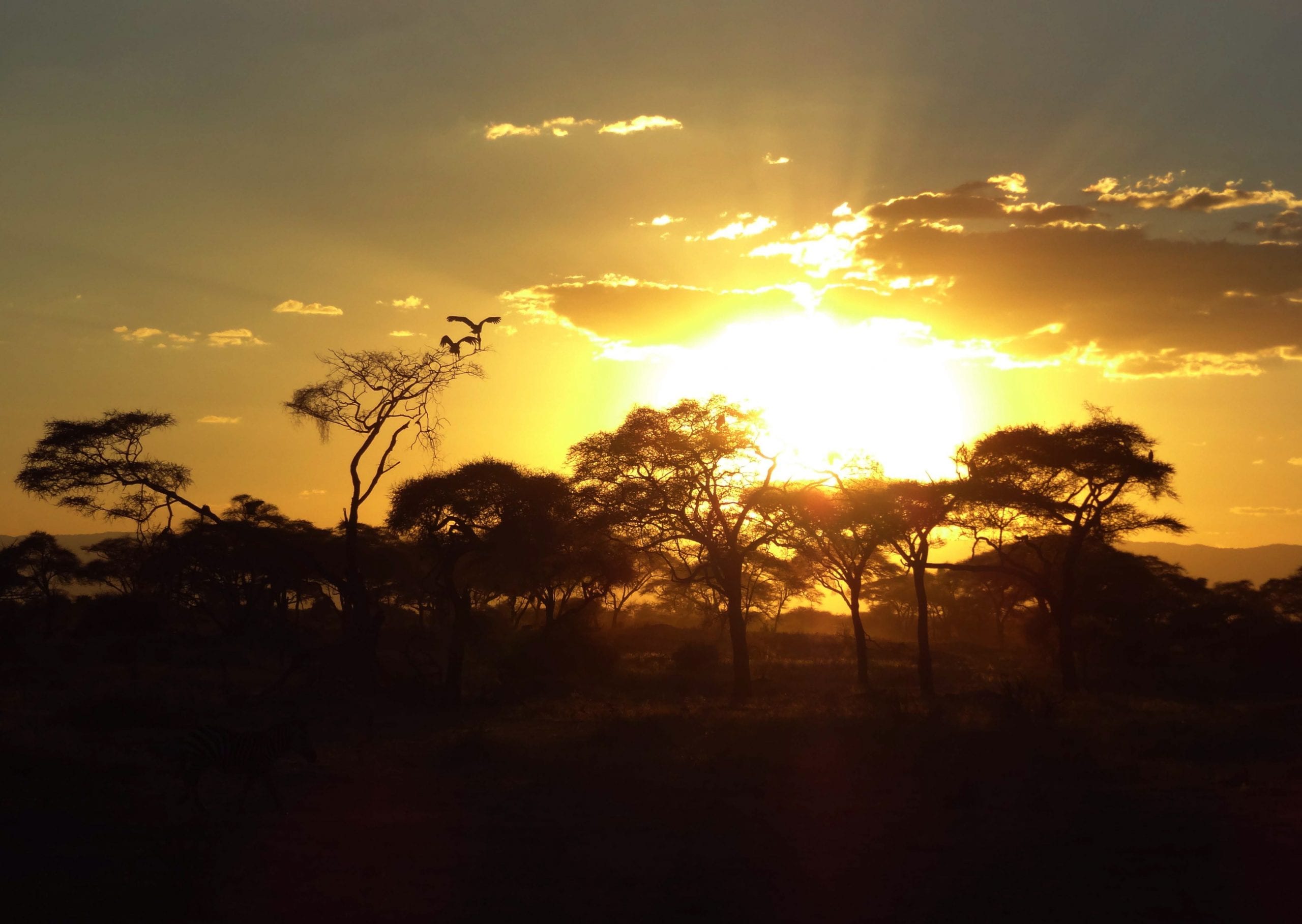 Tanzania's safari highlights