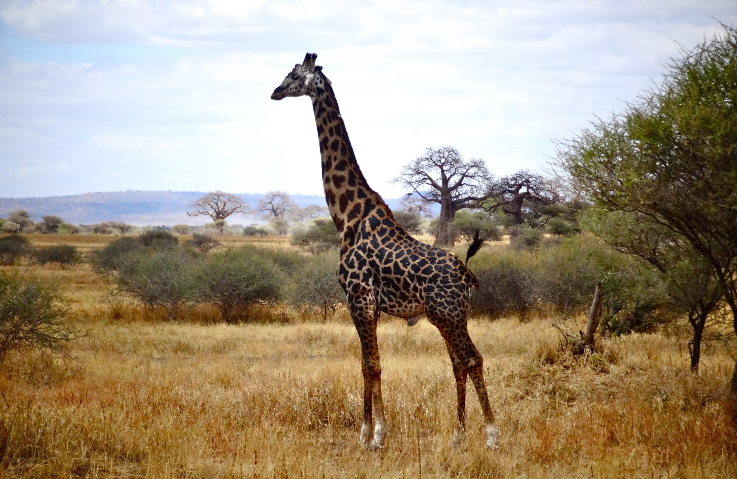 Giraffe in Tarangire- Tanzania's safari highlights