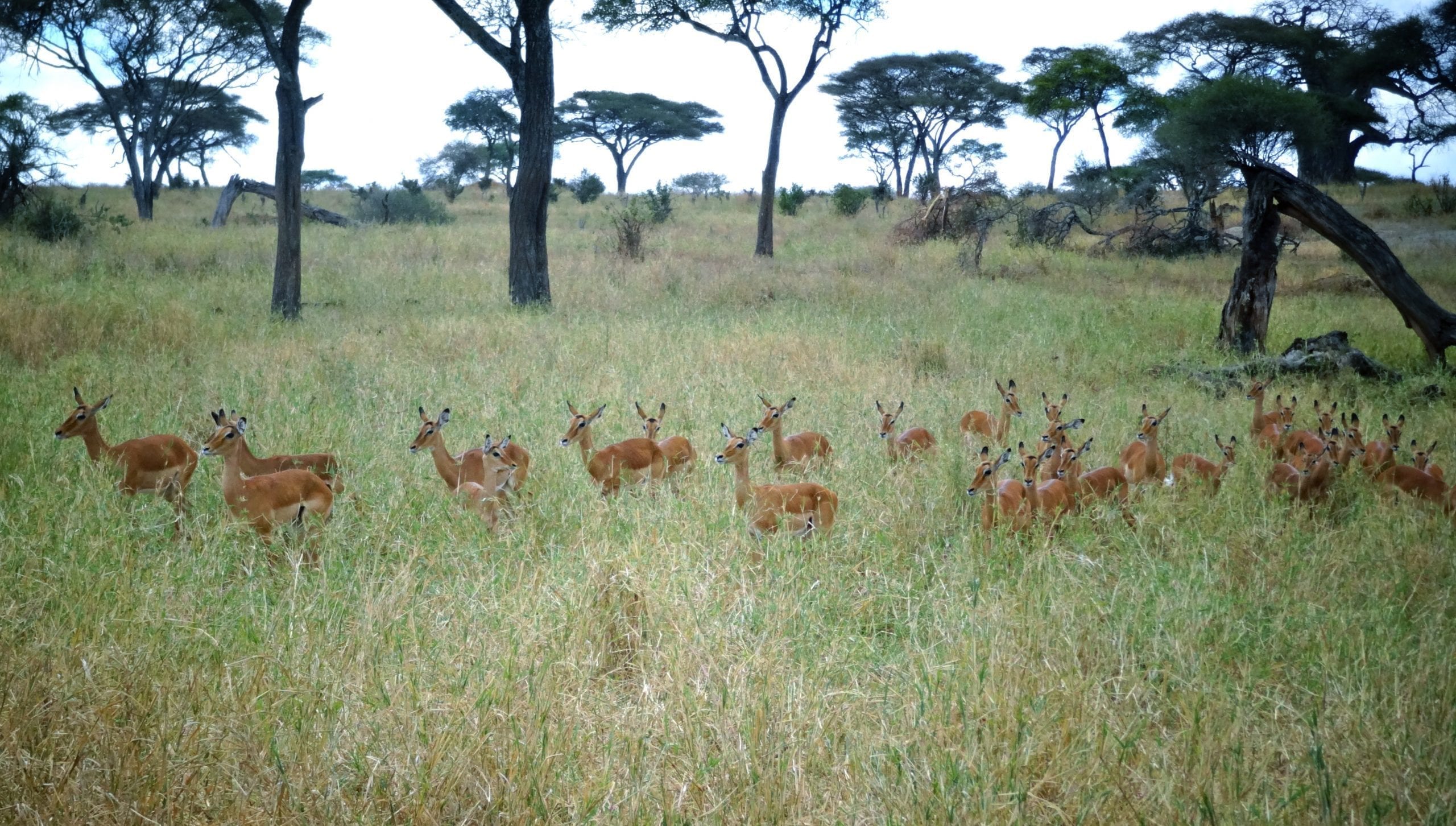 Tarangire National Park Tanzania Safari Itinerary