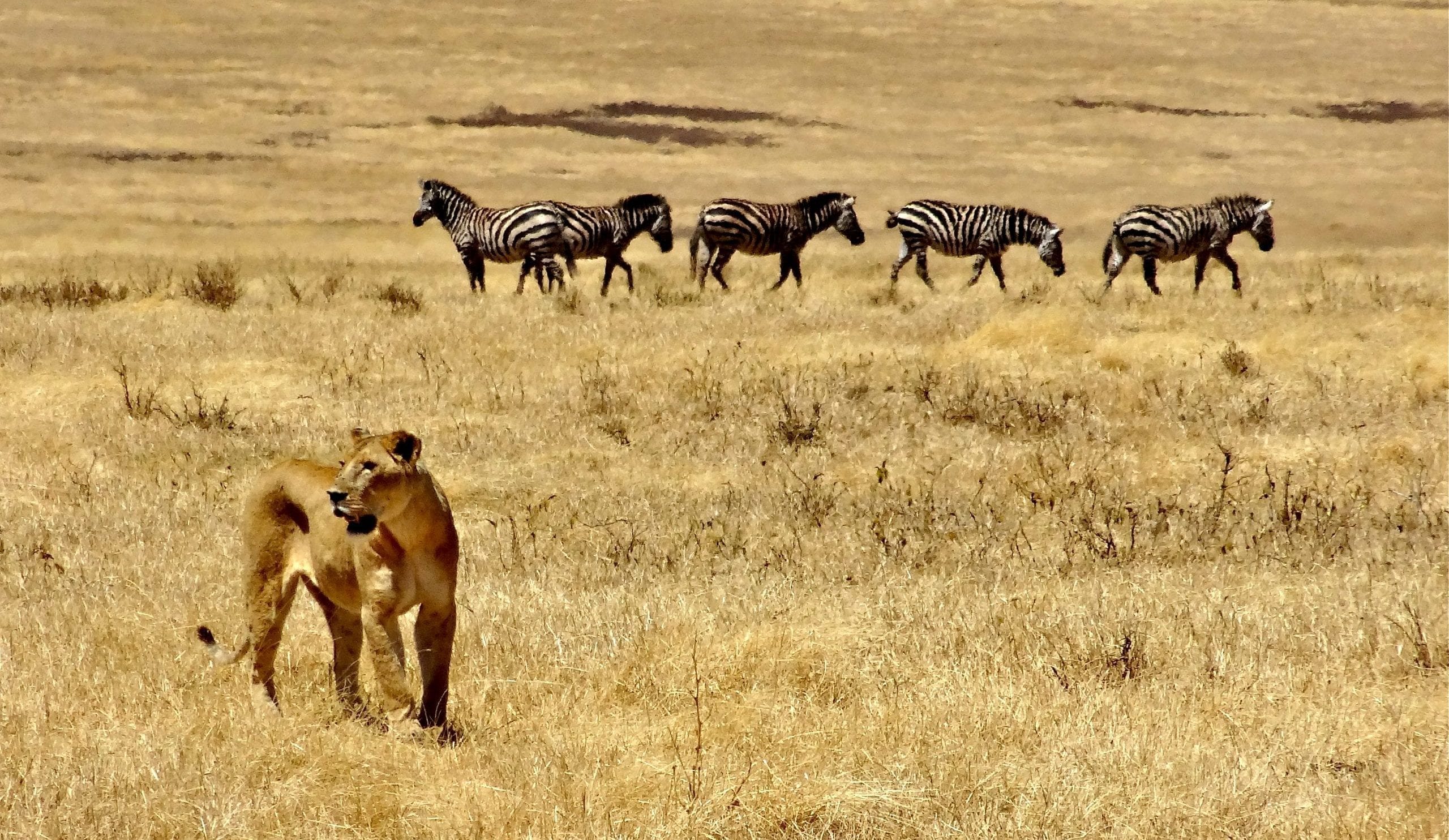 Lion and Zebras in Ngorongoro National Reserve Tanzania