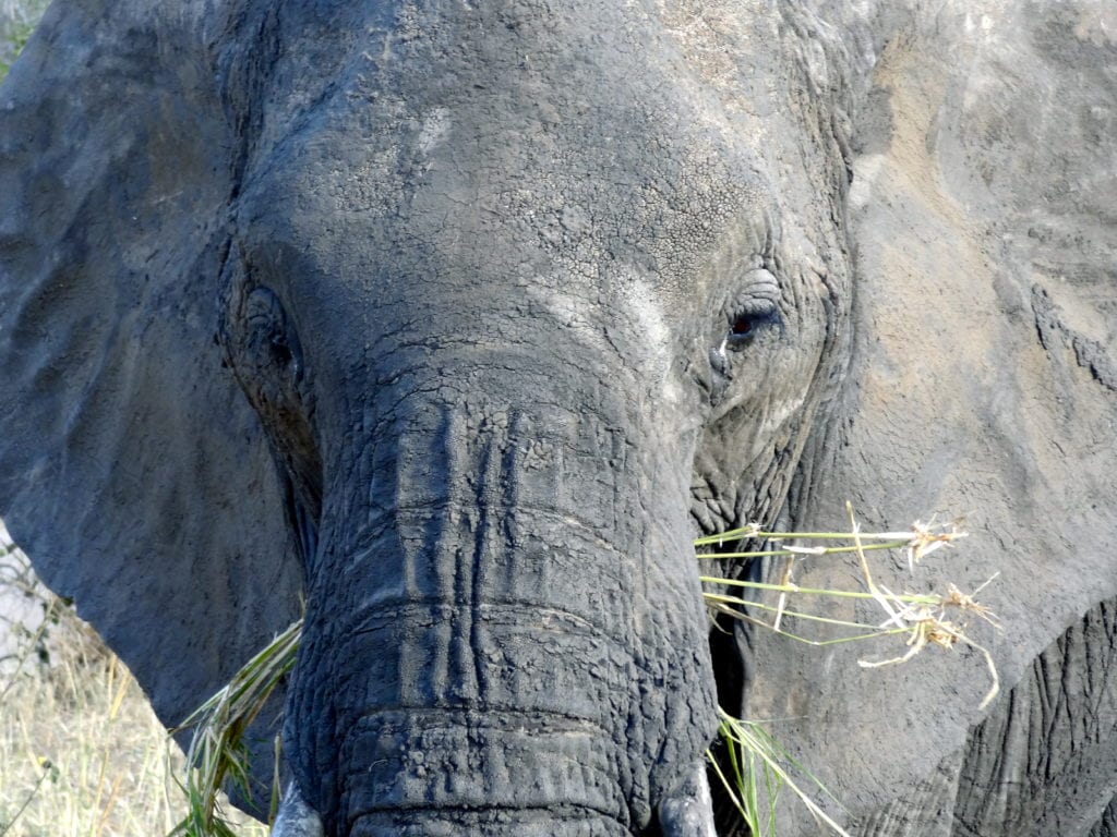 Elephant as one of Tanzania's safari highlights
