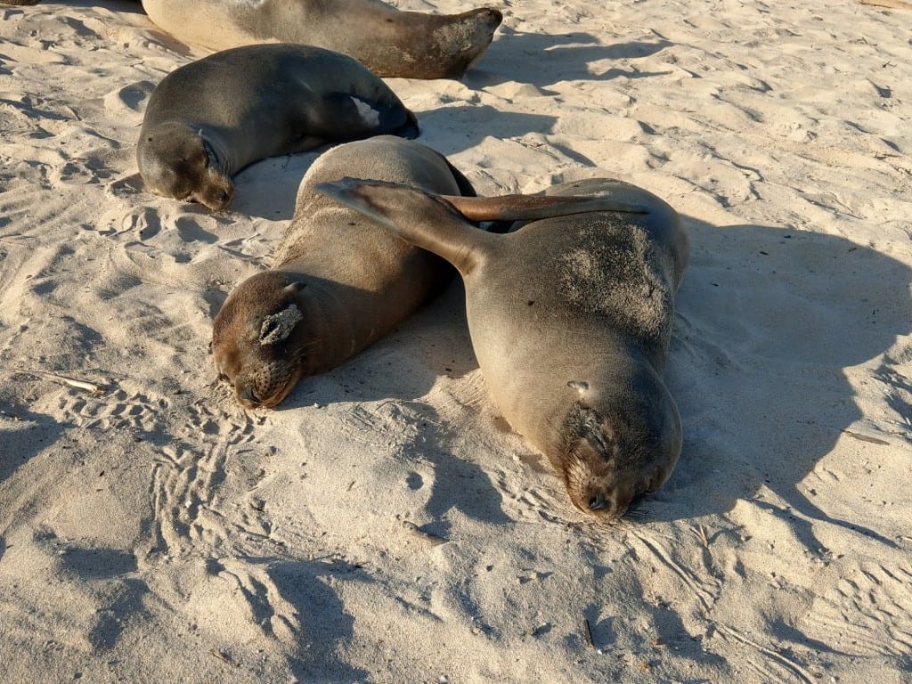 Sea lions Galapagos - Keep the Galapagos trip cost minimal
