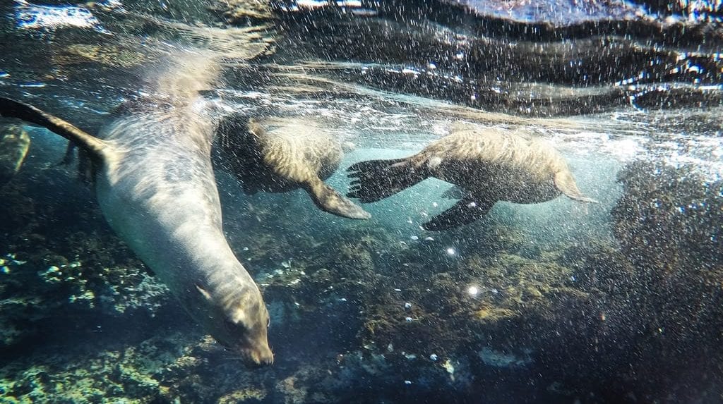 Snorkelling Sea Lions Galapagos