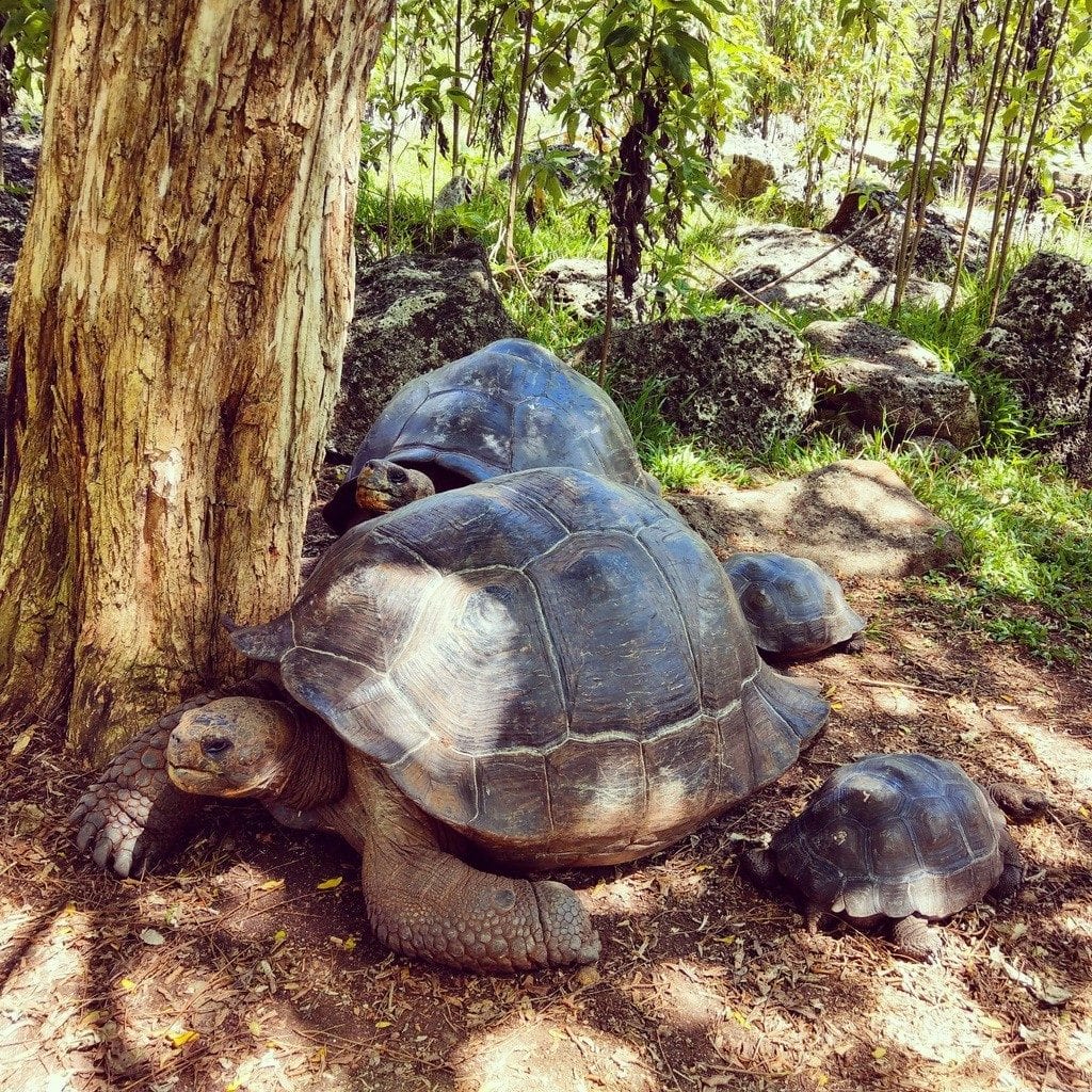 Giant Tortoises while visiting the Galapagos Islands on a budget 