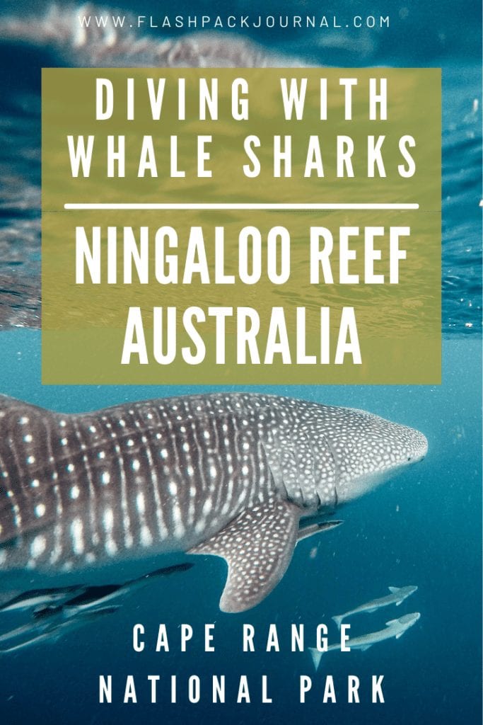 Ningaloo Reef Whale Sharks