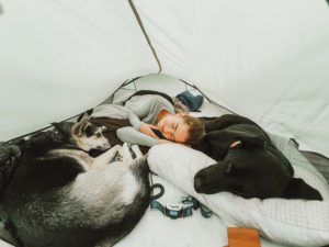 Digital nomads with dogs