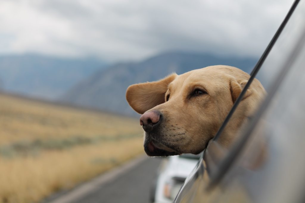 Dog in car - Digital nomads