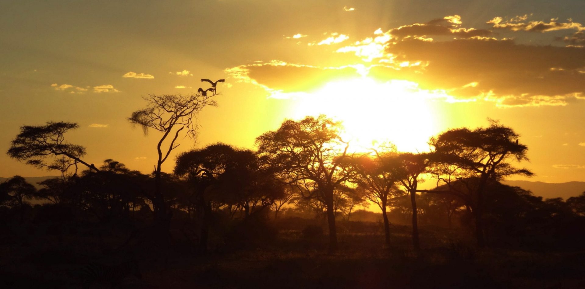 Tanzania's safari highlights