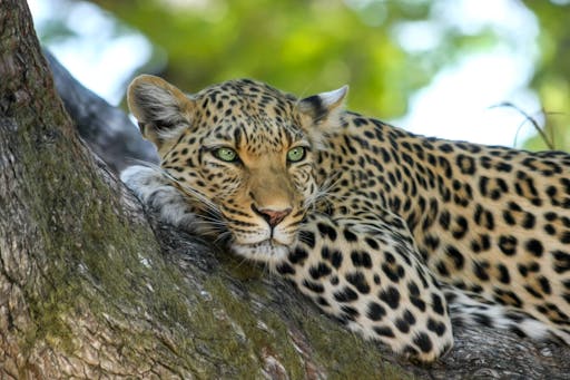 leopard wildcat big cat botswana 46254 m